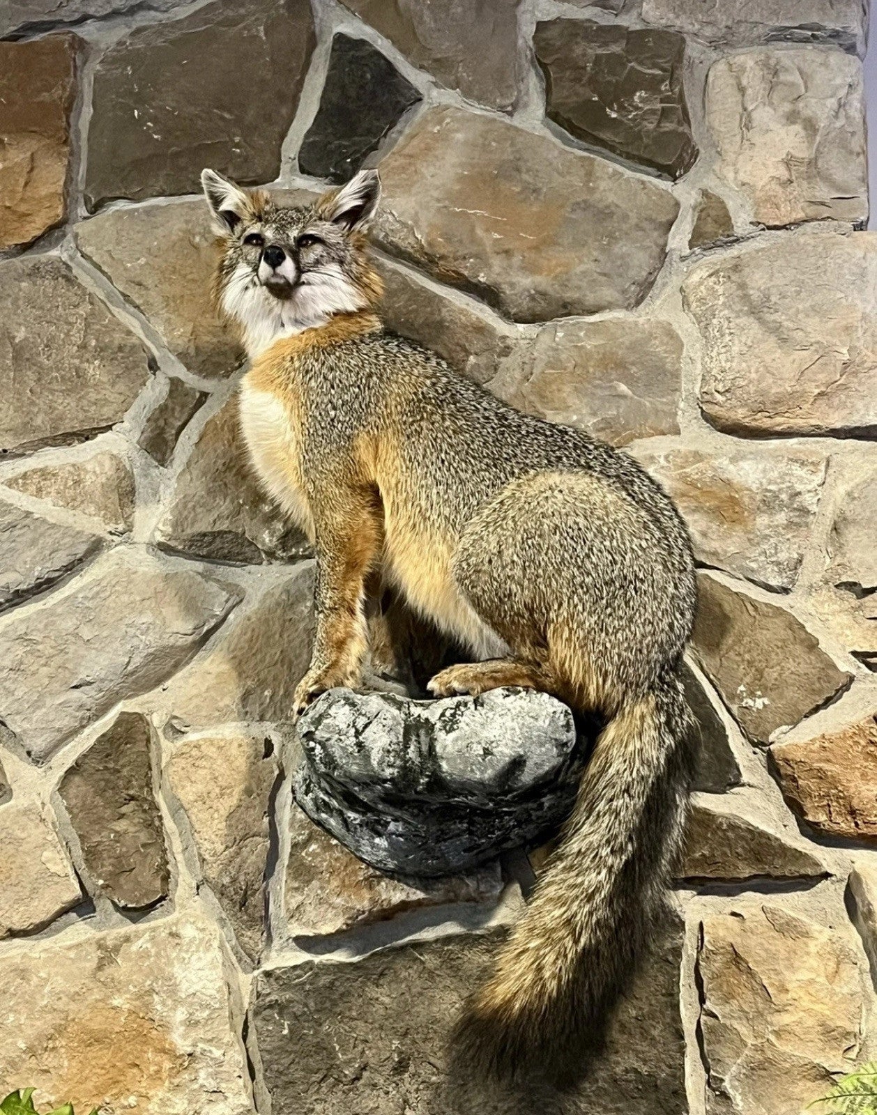 Grey Fox Taxidermy Full Body Mount Cabin Camp Man Cave Home Office Den Decor NEW