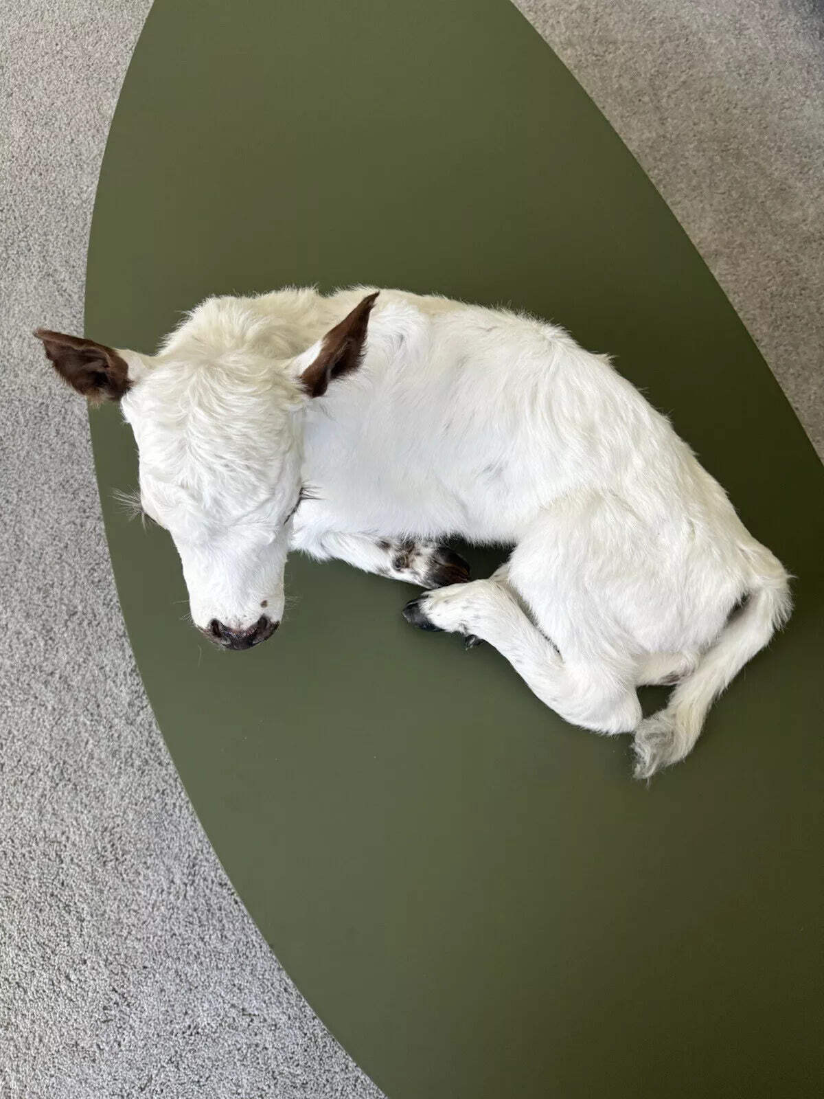 FHCOW1 - Baby British White Beef Calf Full Body Taxidermy Mount