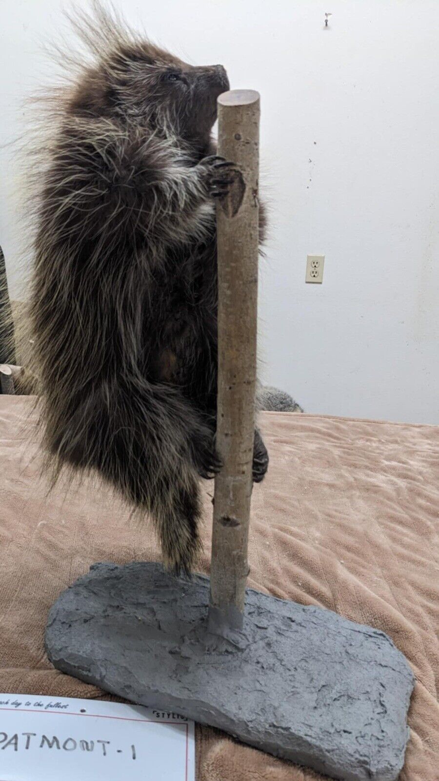 Beautiful Montana Prime Winter Baby Porcupine Taxidermy Mount - PATMONT1