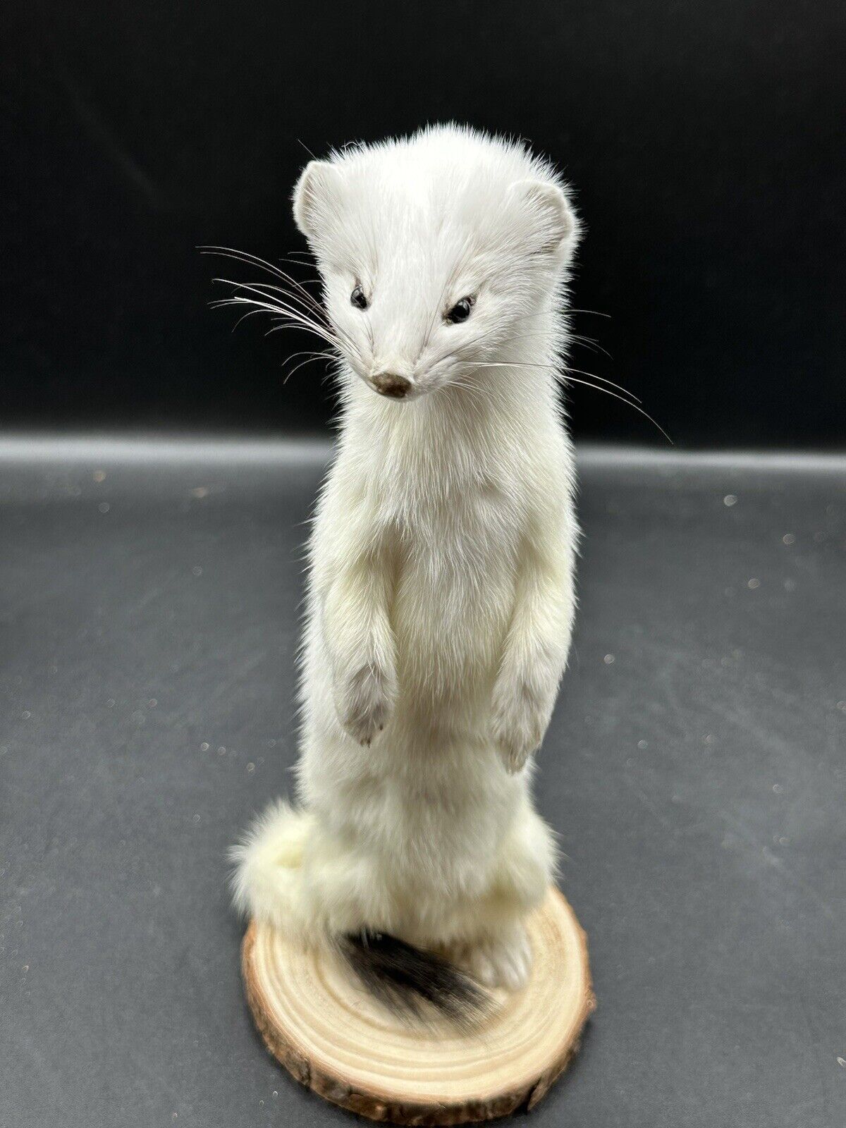 Beautiful Adorable Weasel Ermine Small Animal Taxidermy Mount Art Wildlife 23W