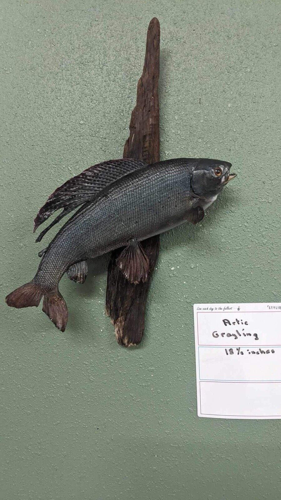 Real Skin Beautiful Artic grayling Fish Taxidermy Wall Mount