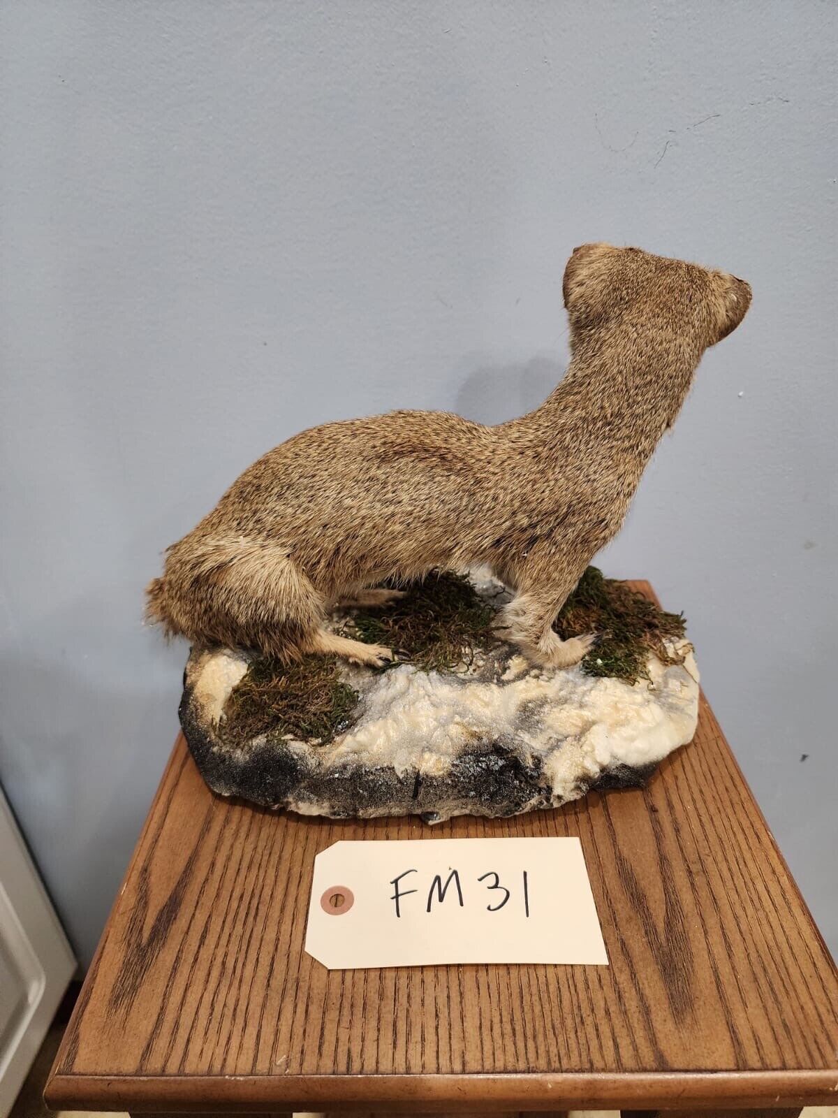 FH115-Rare Meerkat / Suricate Real Taxidermy Mount