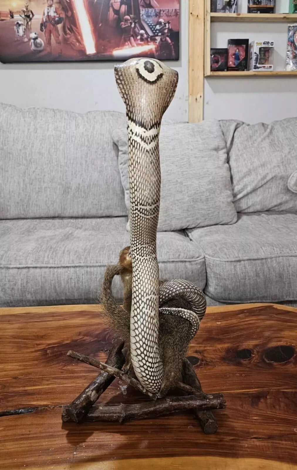 King Cobra & Mongoose Fighting Taxidermy Standing Mounted Hunting Snake