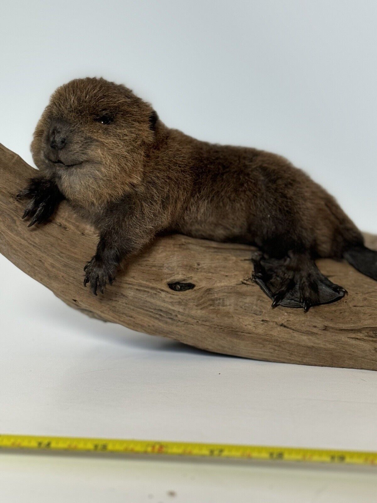 Beautiful Adorable Baby Beaver Kit Taxidermy Mount Art Wildlife #1