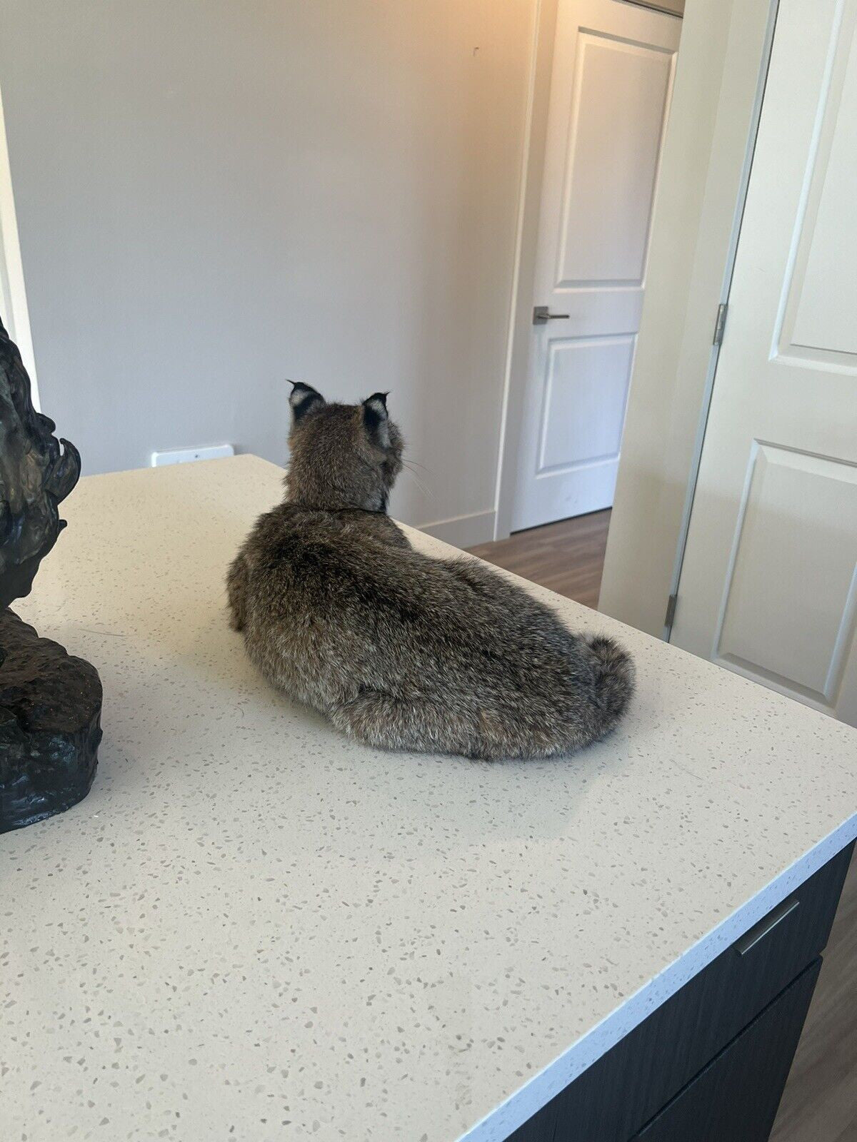 beautiful Juvenile real bobcat taxidermy mount museum quality