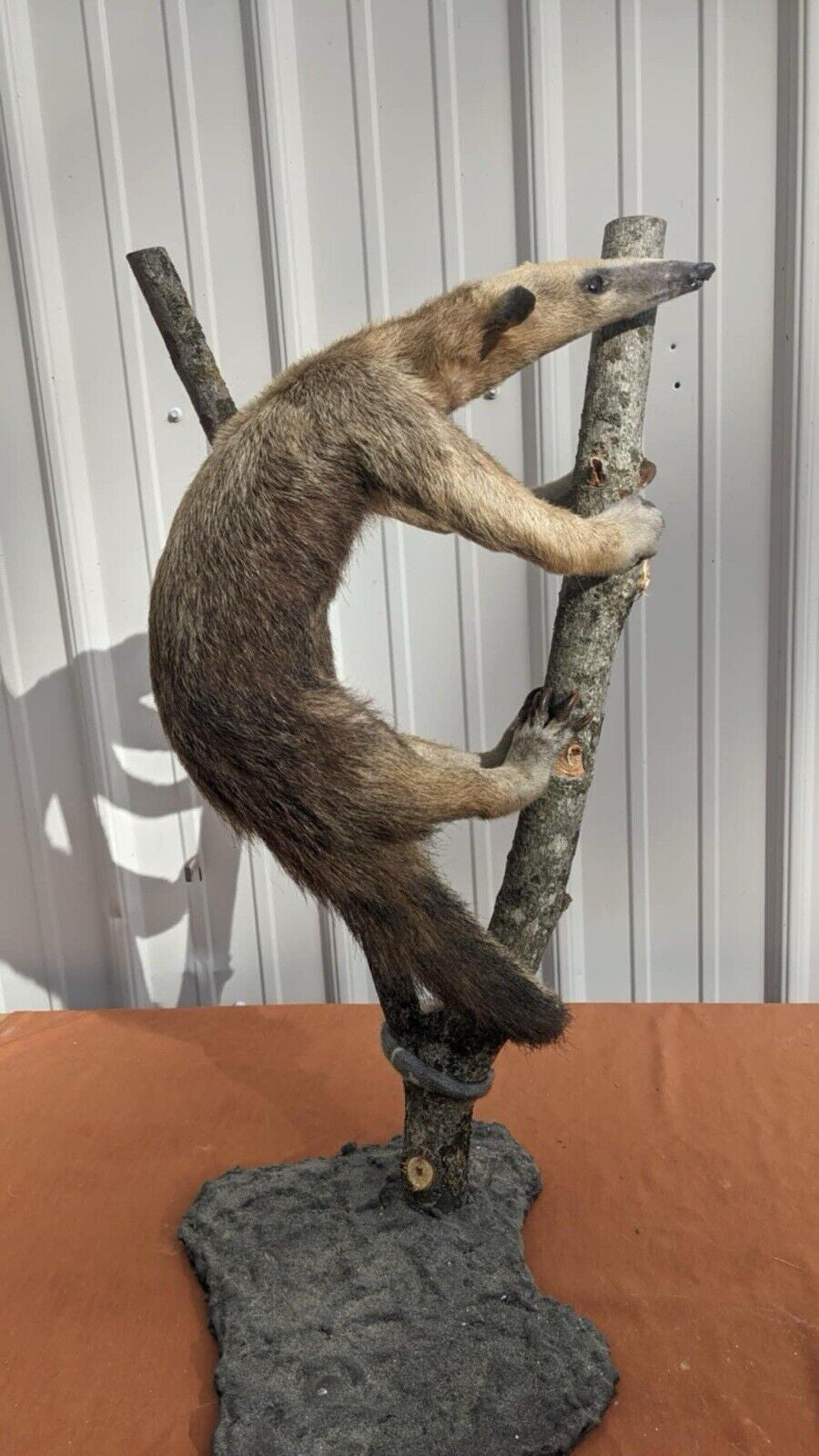 Tamandua / Ant Eater Full Body Mount Taxidermy