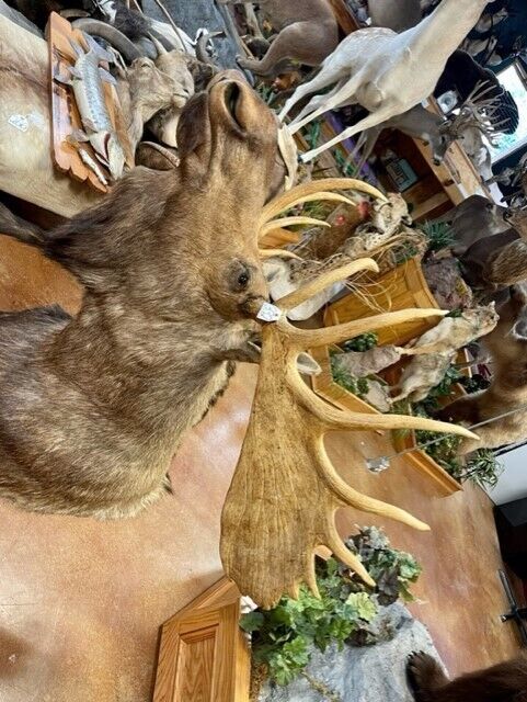 FH166-Moosehead Shoulder Mount Taxidermy Huge Alaskan Yukon Bull 61”