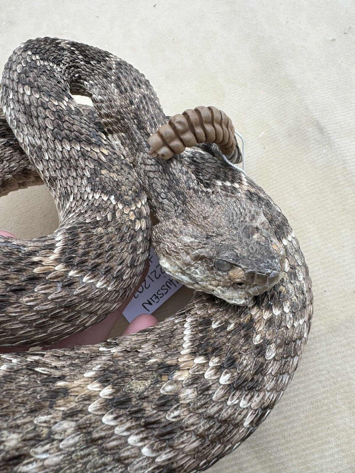 Large Real Rattle Snake Taxidermy Mount