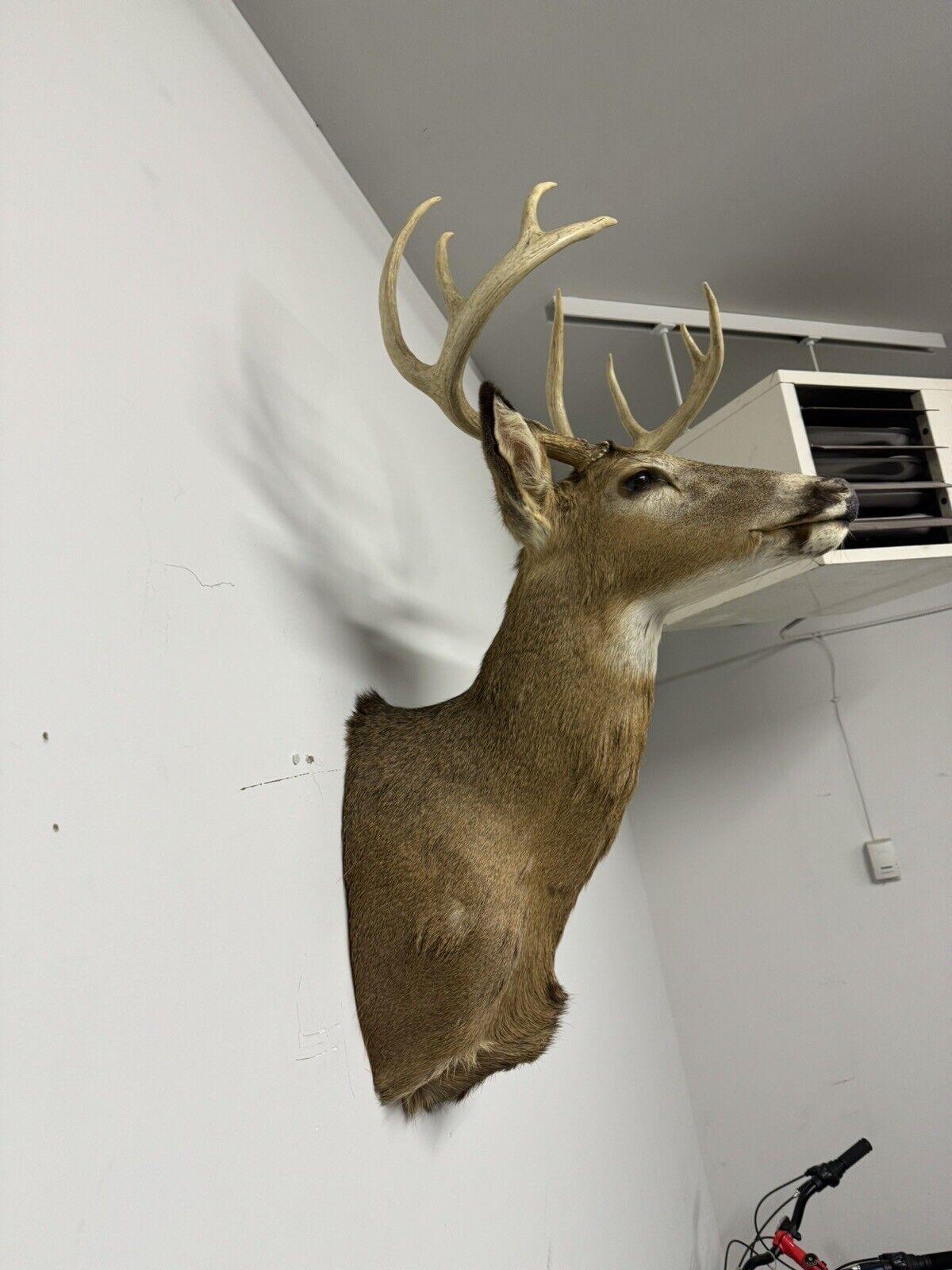Whitetail Deer Real Antler Deer Taxidermy Mount