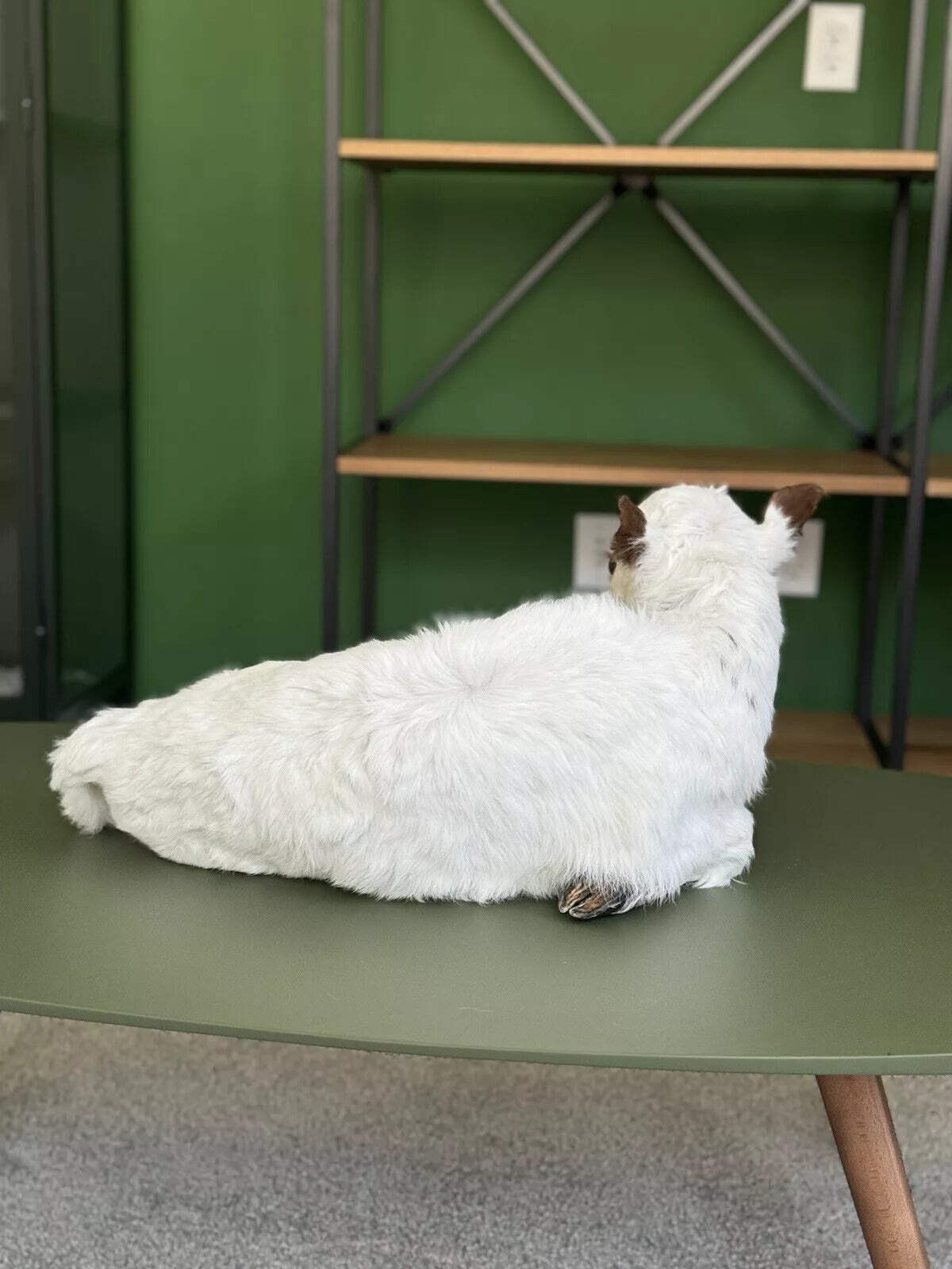 FHCOW1 - Baby British White Beef Calf Full Body Taxidermy Mount