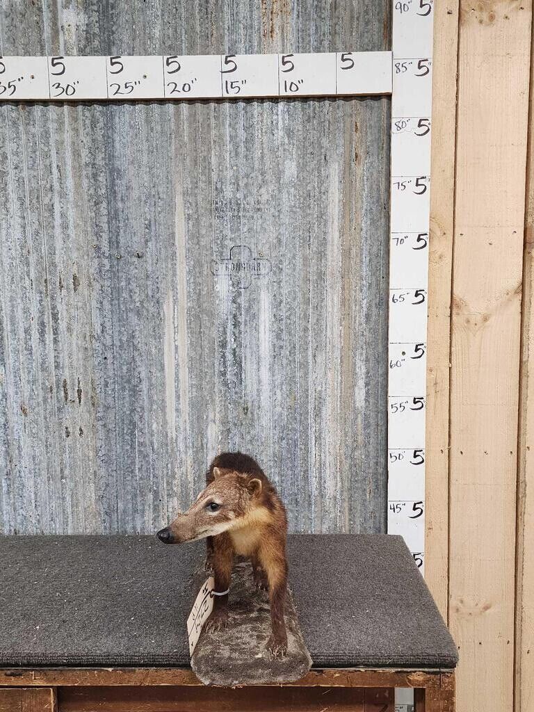 juvenile coatimundi taxidermy mount full body