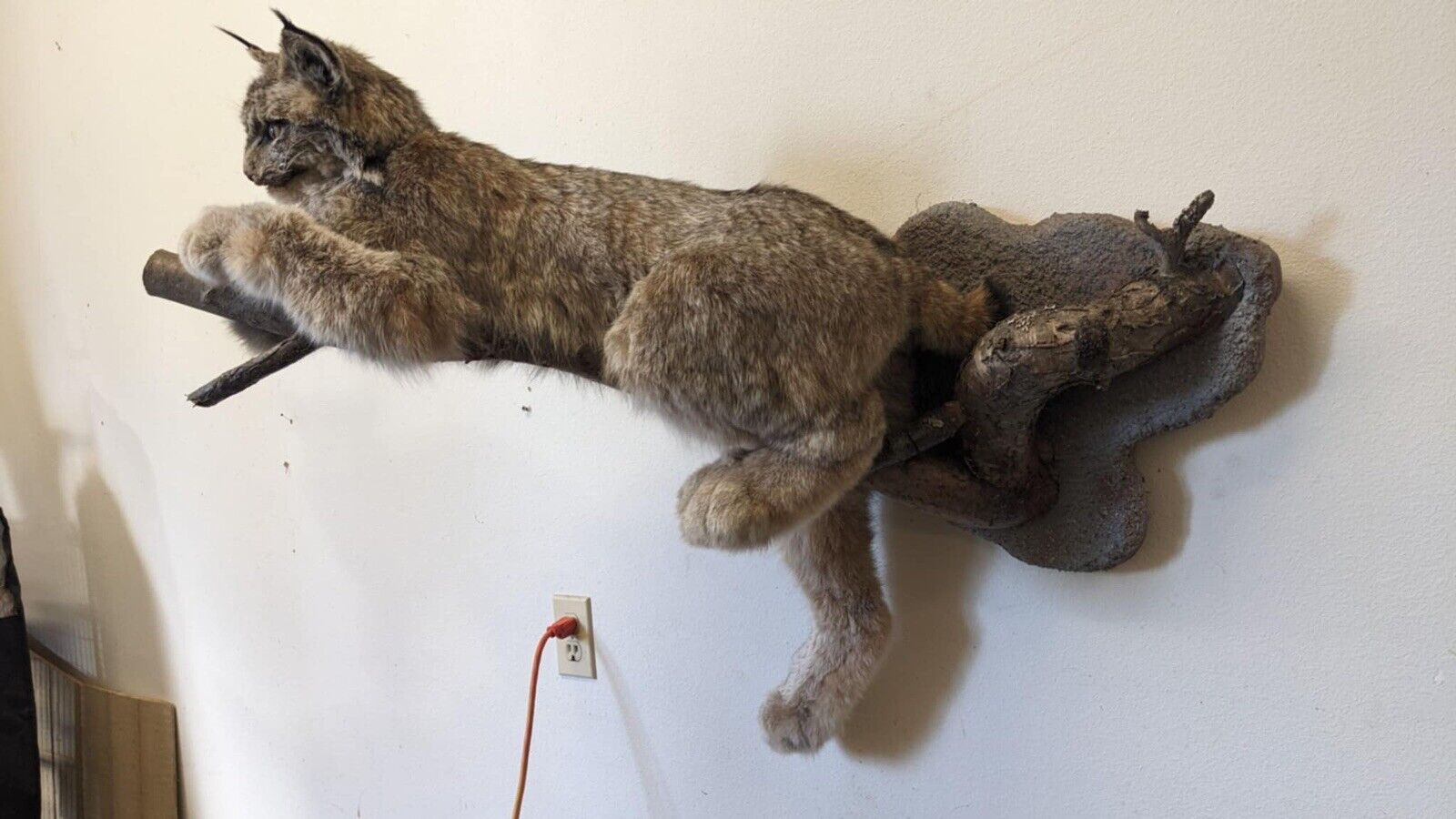 FHPAT010- Alaskan Lynx Taxidermy Full Body Mount Prime Fur