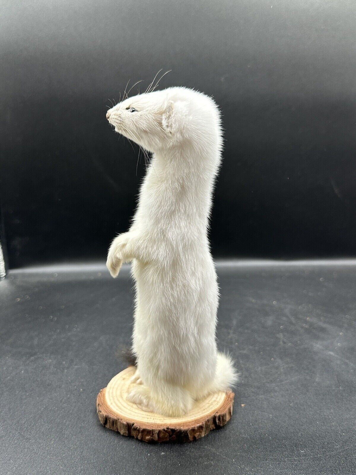 Beautiful Adorable Weasel Ermine Small Animal Taxidermy Mount Art Wildlife 25W
