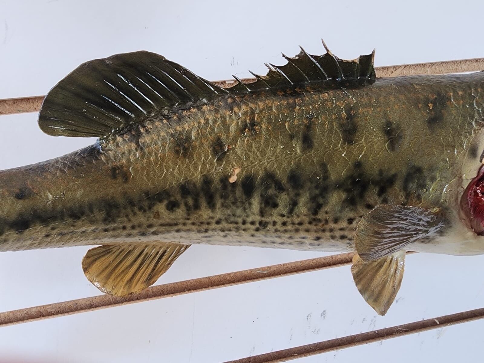 3 bass. 2 bluegill Fish Taxidermy Mount