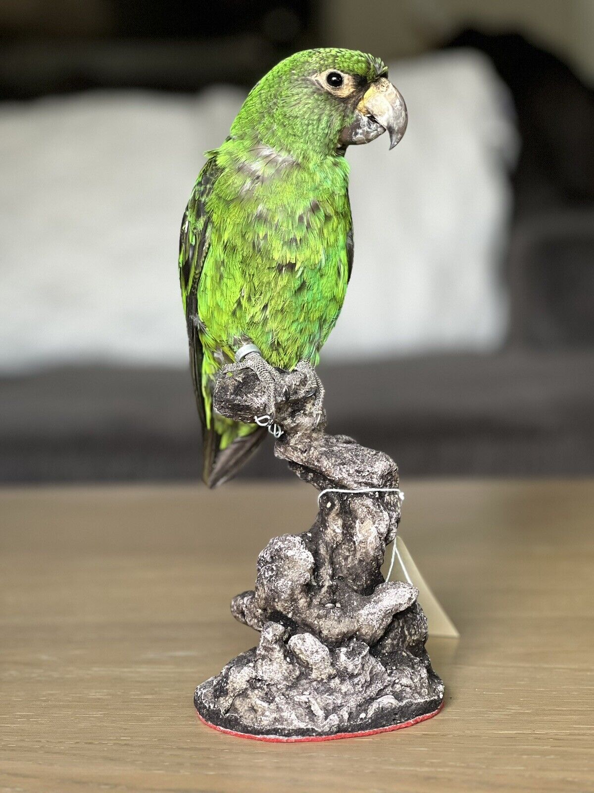 Fhcm88 - Red fronted parrot Taxidermy Mount Beautiful Colors