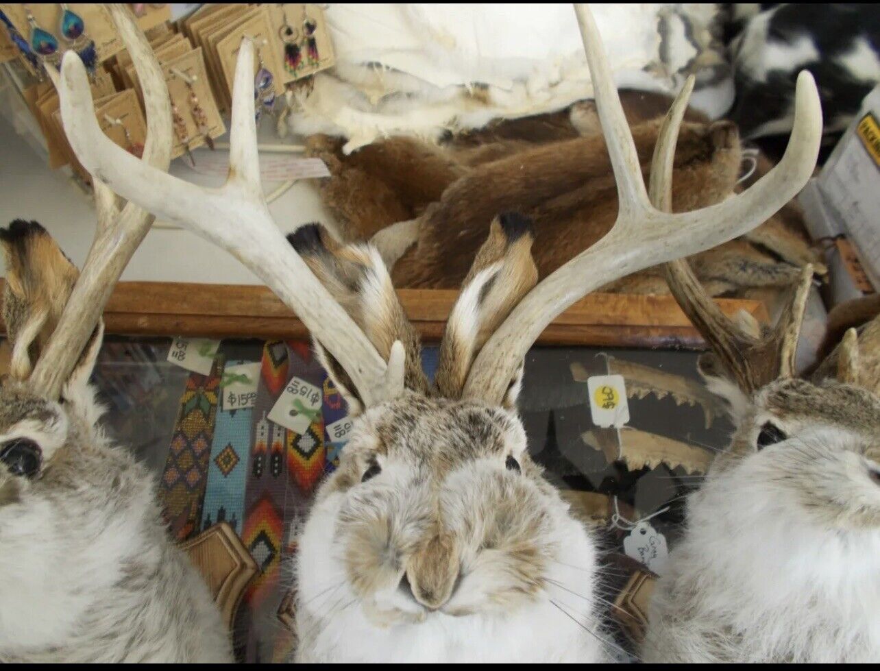 FH167-jackalope 4 point taxidermy mount real antlers (295 Each)
