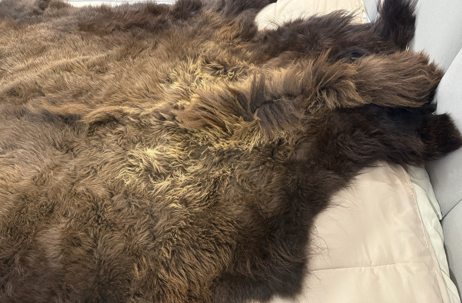 Prime Real Buffalo / Bison Fresh Taxidermy Rug Hide-buff10