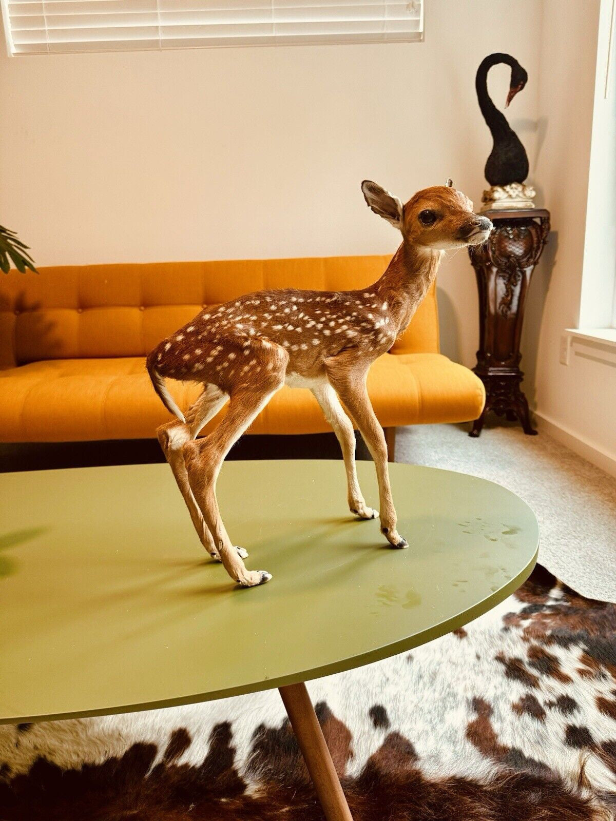 Museum Quality Real Deer Fawn Taxidermy Mount (Odocoileus virginianus)