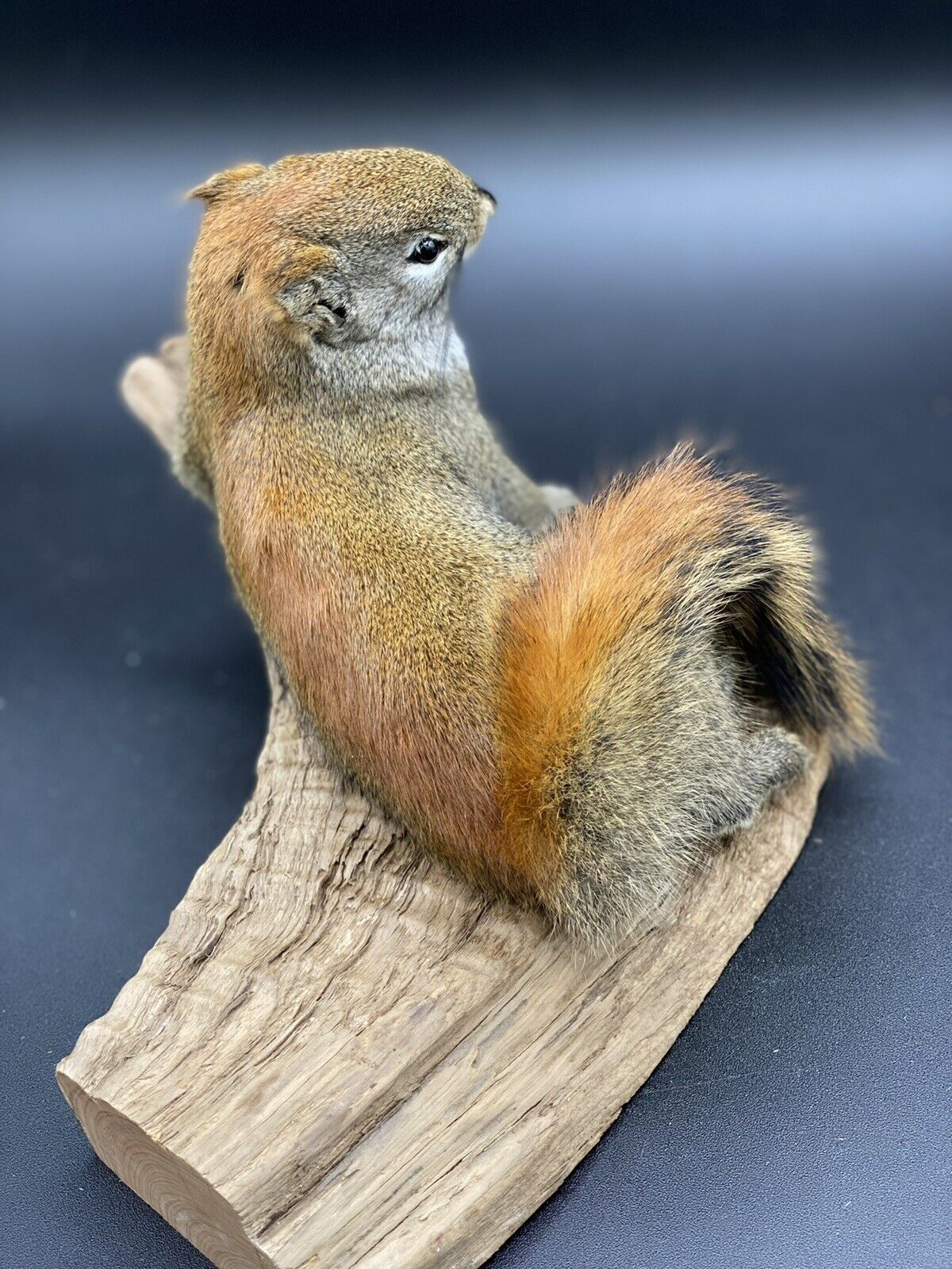Beautiful Adorable Red Squirrel Small Animal Taxidermy Mount Art Wildlife