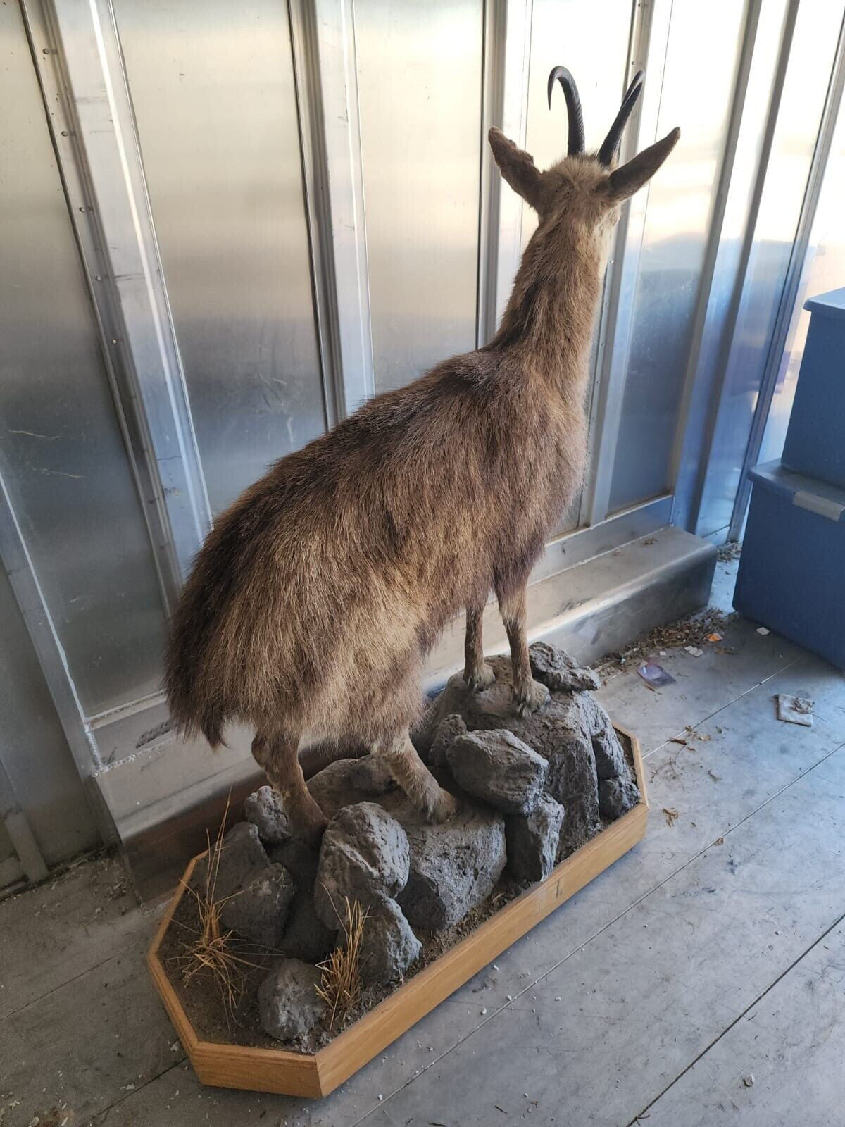 FH147-Alpine Chamois Full Body Taxidermy Mount
