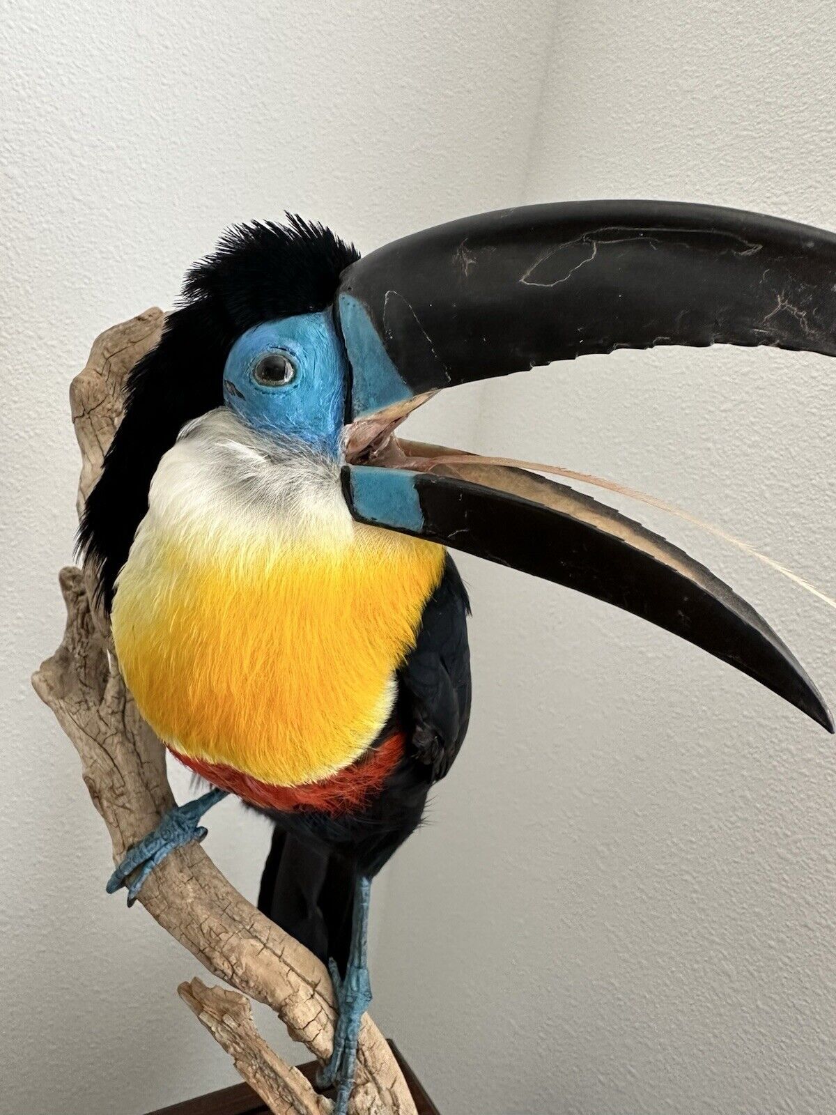 Museum Quality channel-billed toucan (Ramphastos vitellinus) Toc2