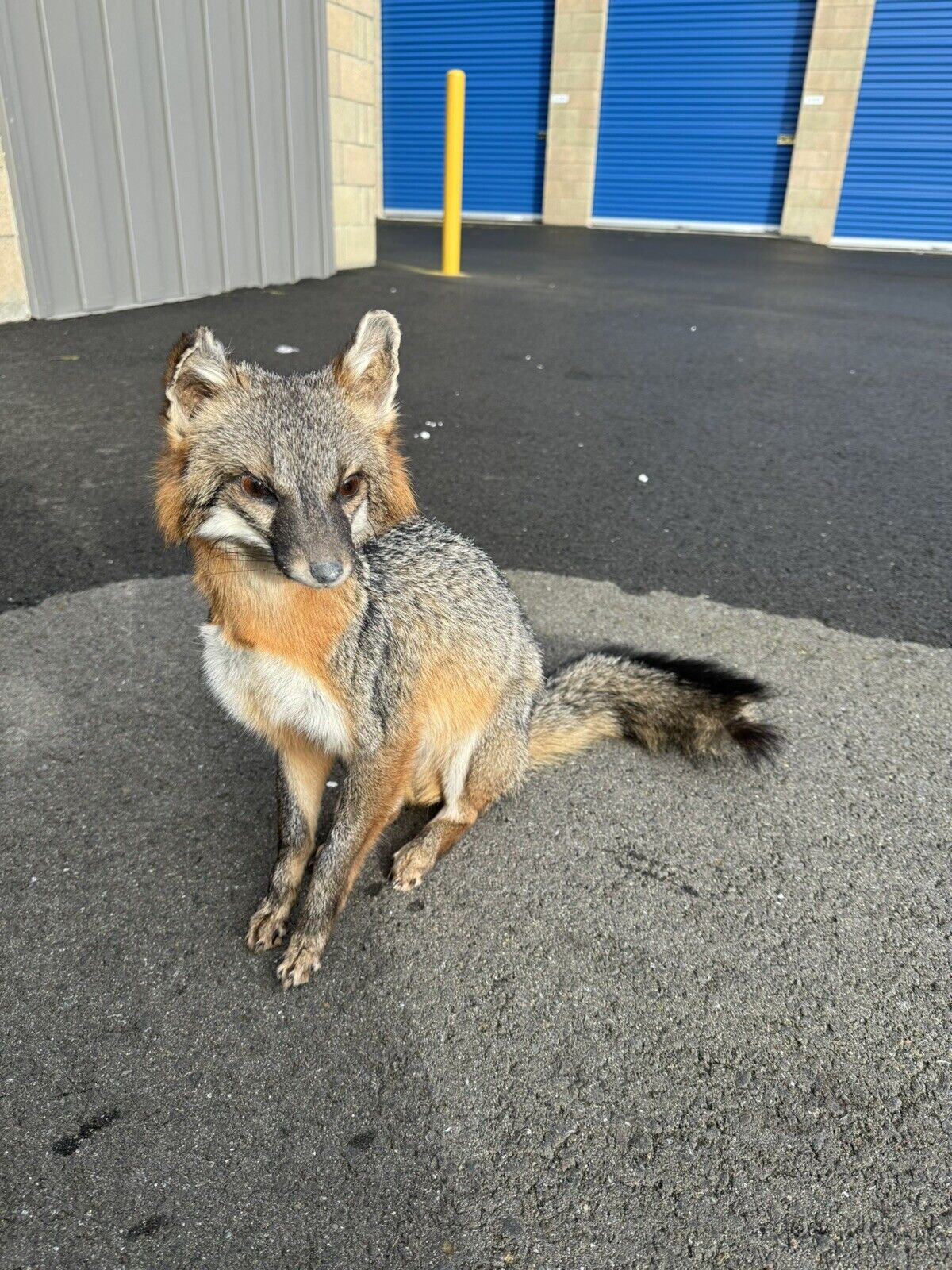 Grey Fox Taxidermy Full Body Mount Prime Fur