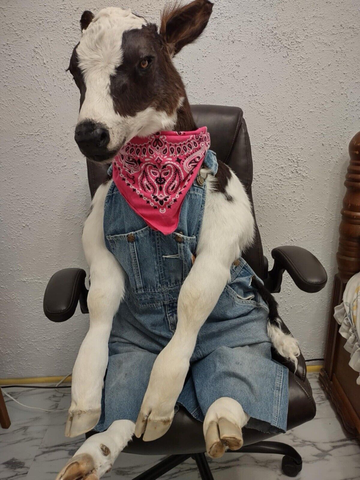 FH142-Baby Calf Taxidermy Mount