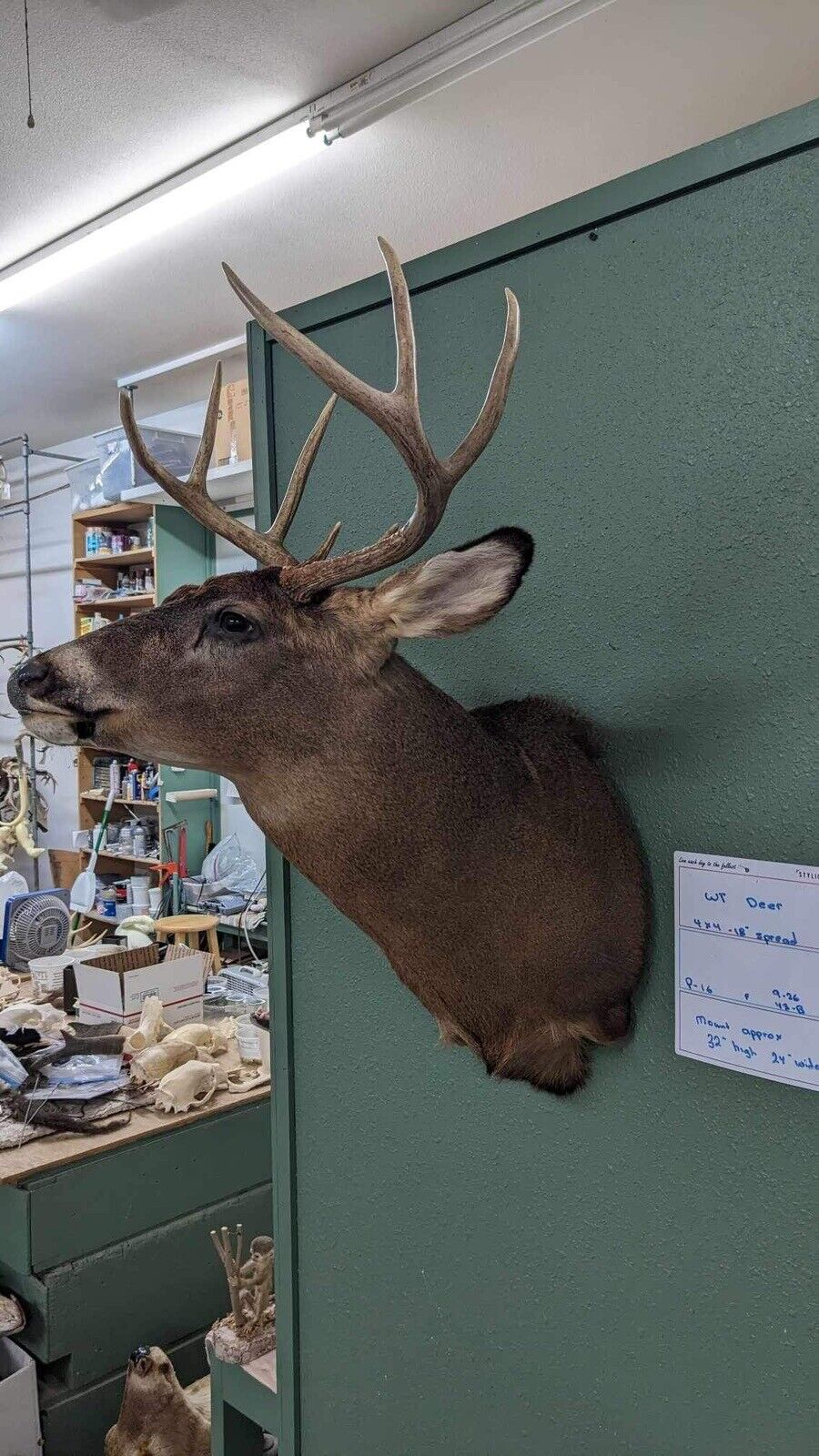 Whitetail 4x4 18” Spread Real Antler Deer Taxidermy Mount