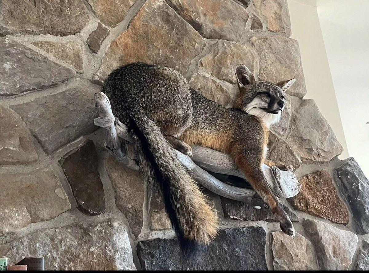 FHWA1212 - Grey Fox Taxidermy Full Body Mount Cabin Camp Man Cave Home Decor NEW