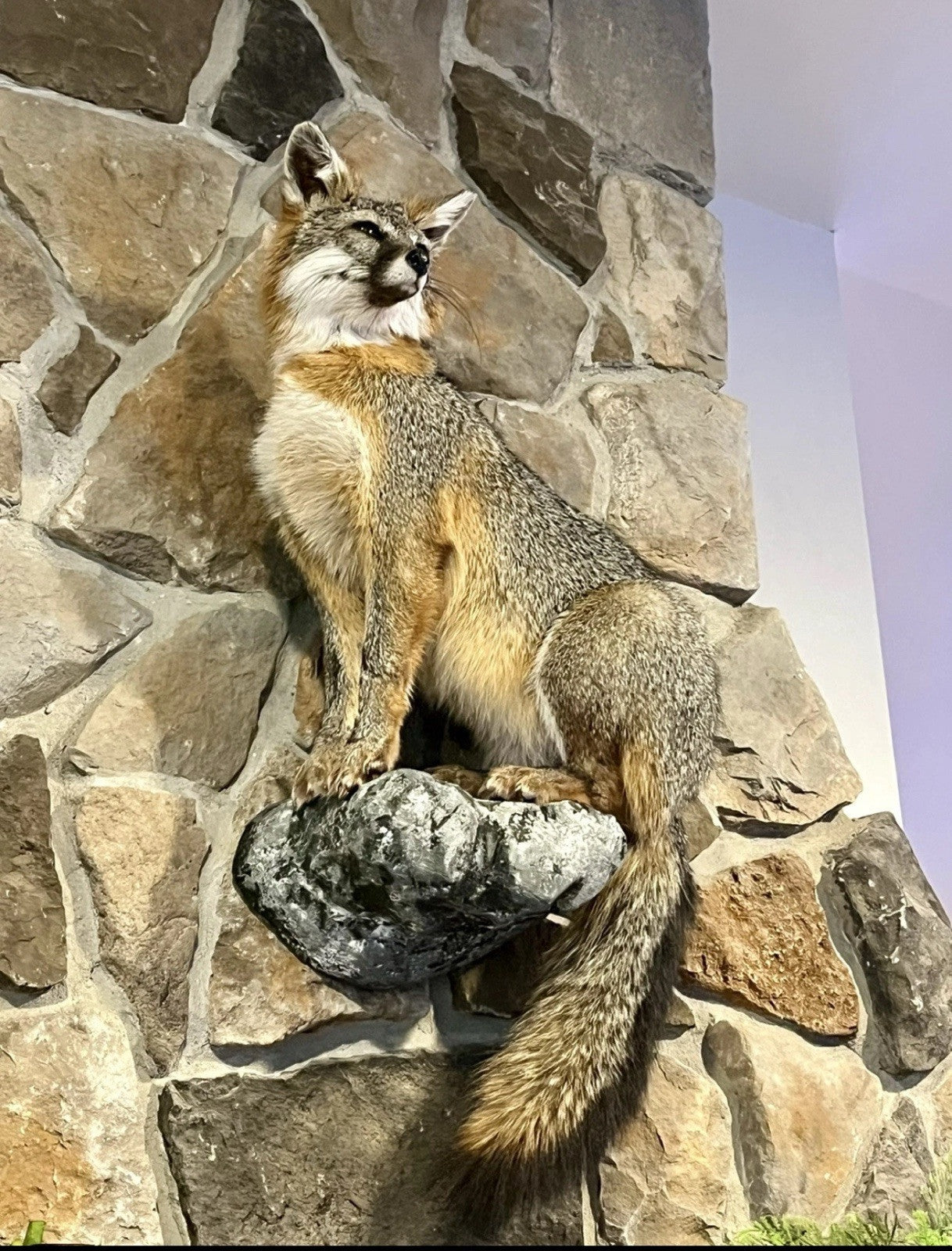Grey Fox Taxidermy Full Body Mount Cabin Camp Man Cave Home Office Den Decor NEW