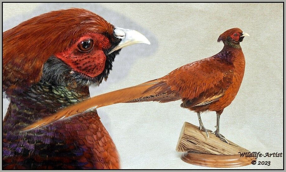 Pheasant Taxidermy Mount Bird Gamebird Feathers Exotic by Wildlife-Artist