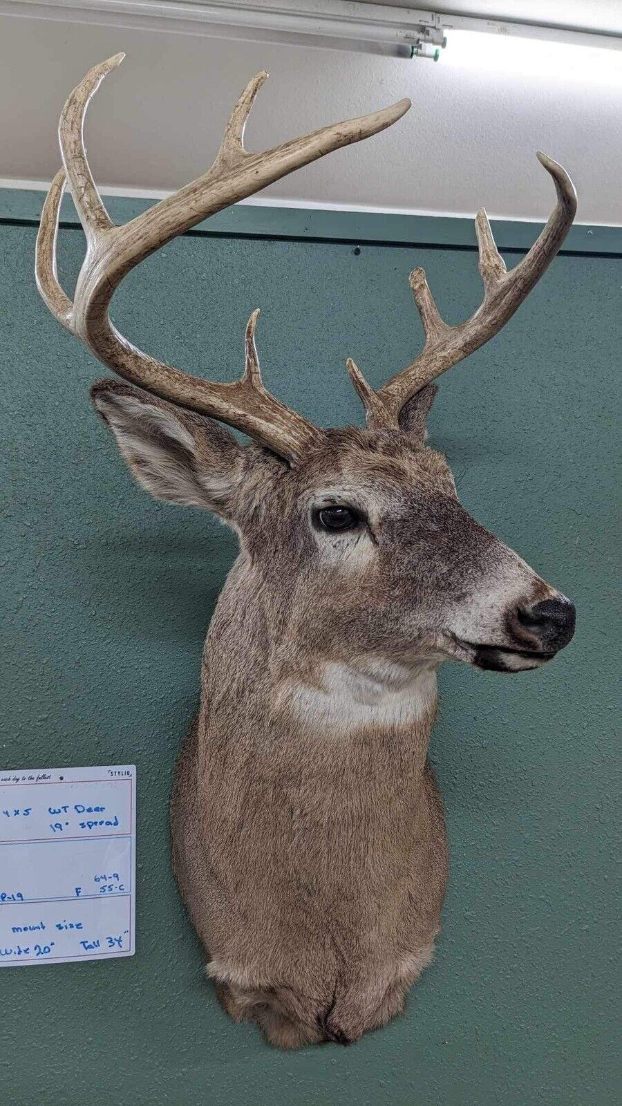 Whitetail Deer Real Antler Deer Taxidermy Mount