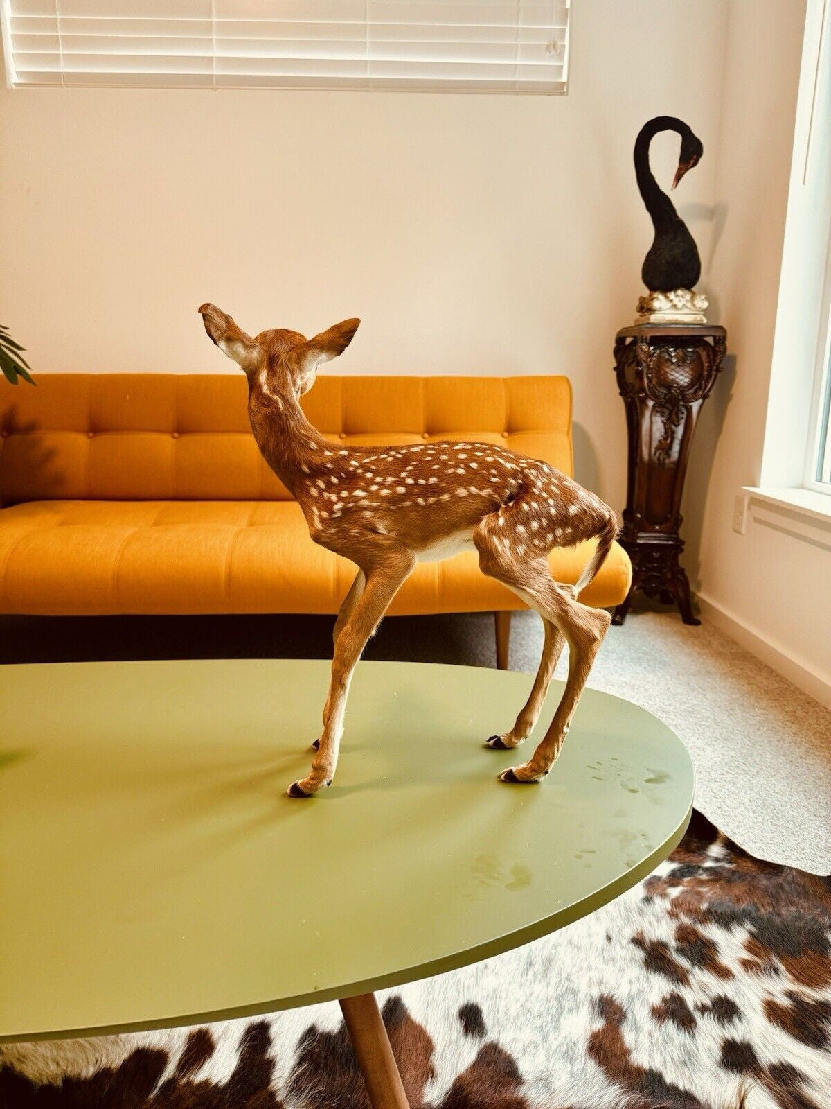 Museum Quality Real Deer Fawn Taxidermy Mount (Odocoileus virginianus)