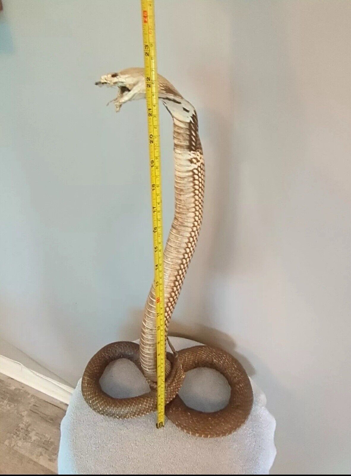 Taxidermy Cobra Been In My Collection For 40+ Years 22 Inches Tall Cool Piece