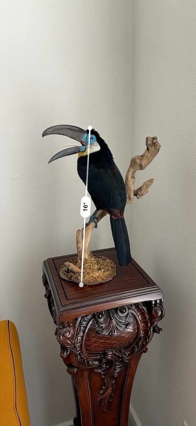 Museum Quality channel-billed toucan (Ramphastos vitellinus) Toc2