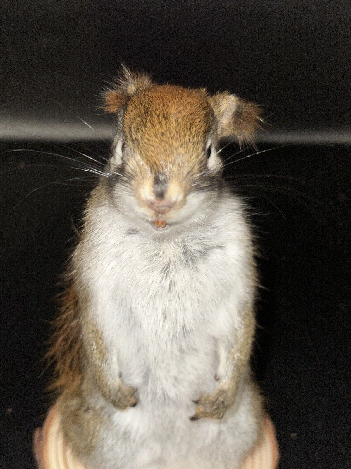 Beautiful Adorable Red Squirrel Small Animal Taxidermy Mount Art Wildlife 23S