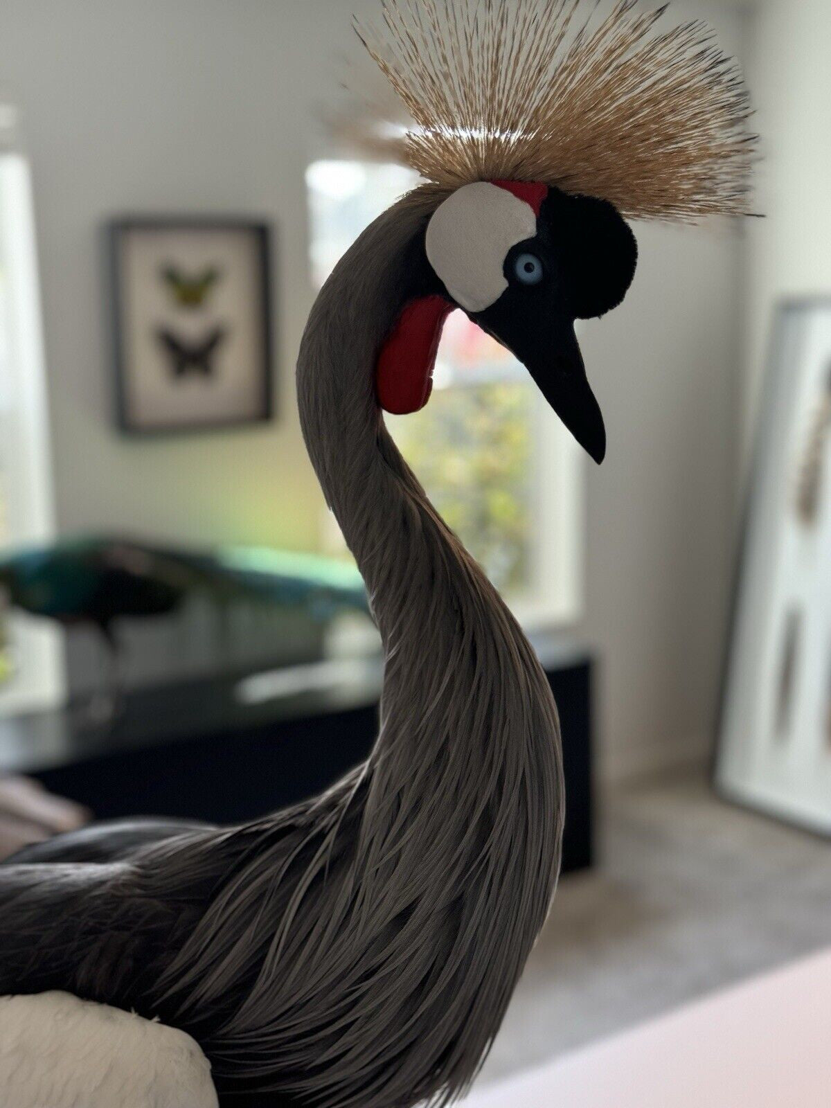 FH159-Museum Quality GREY-CROWNED CRANE TAXIDERMY BIRD MOUNT Beautiful Feathers