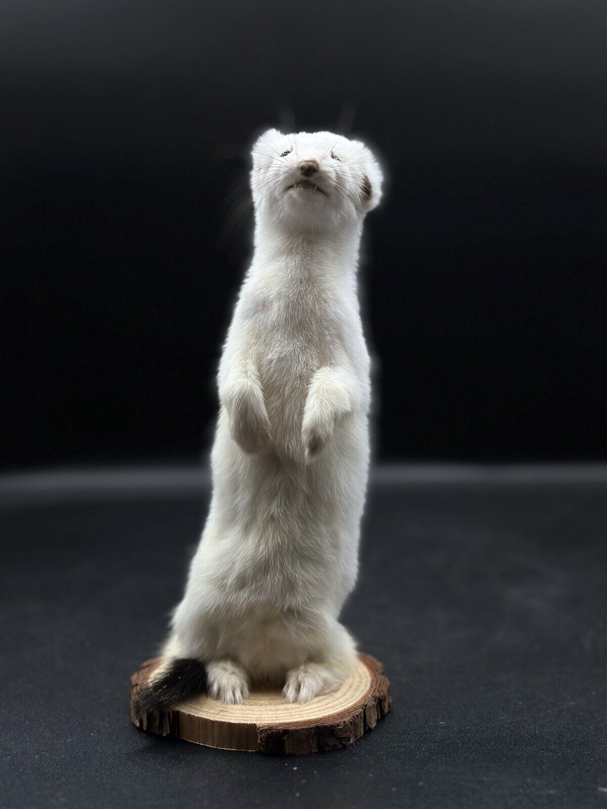 Beautiful Adorable Weasel Ermine Small Animal Taxidermy Mount Art Wildlife 25W