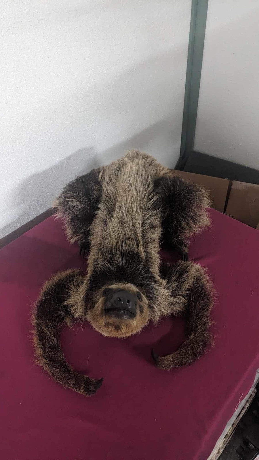 New Excellent Adult crawling Sloth Taxidermy Table Mount Full Body