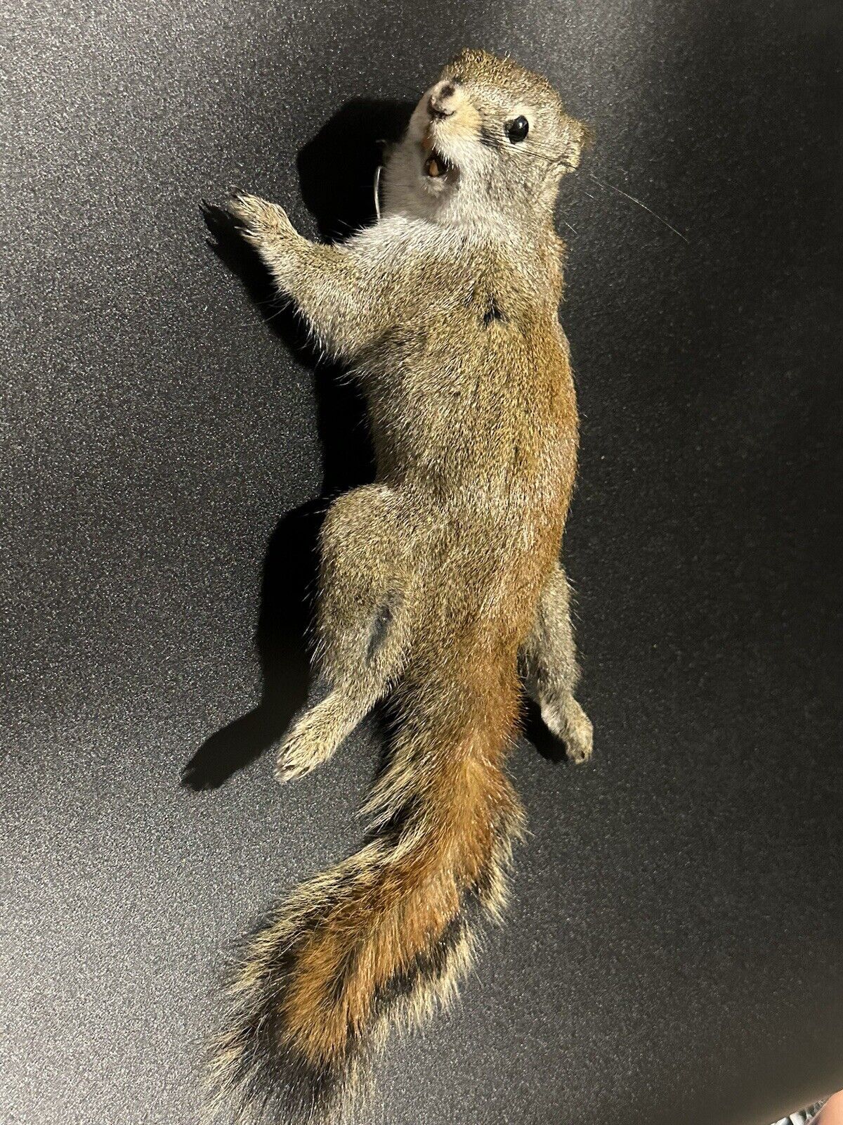 Beautiful Adorable Red Squirrel Small Animal Taxidermy Mount Art Wildlife 28S