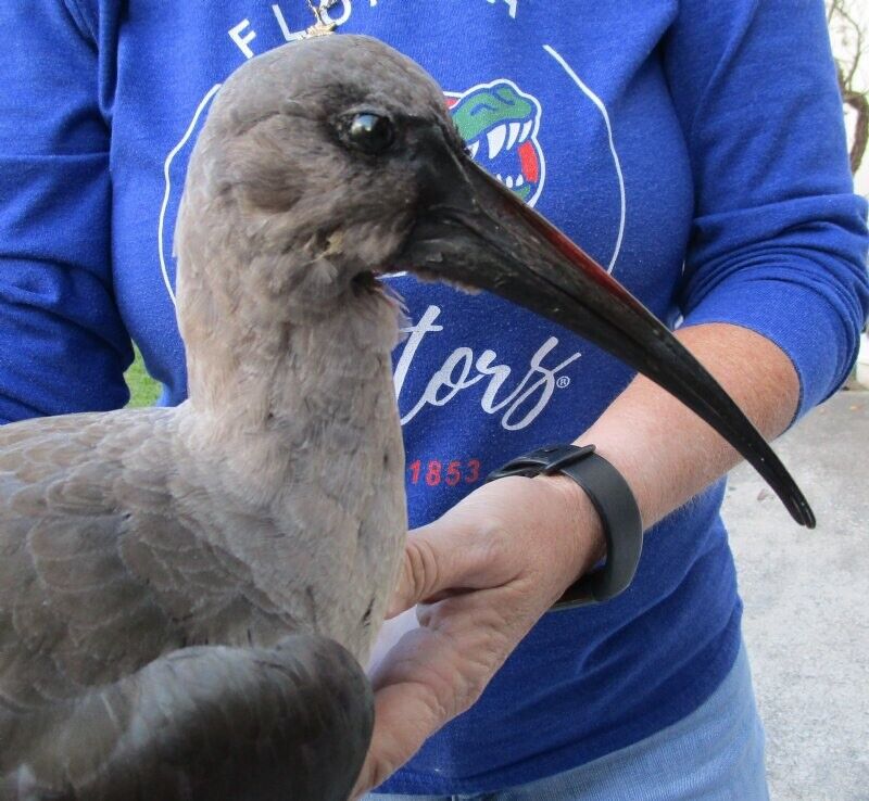 FH191-Real Hadada Ibis (Bostrychia hagedash) full mount with base 15 inches tall