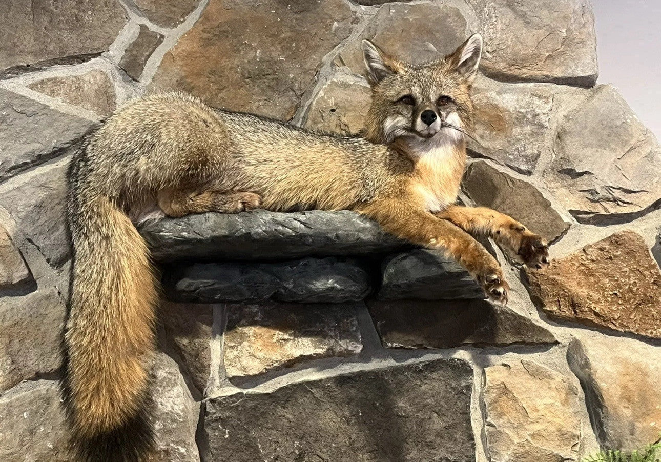Grey Fox Taxidermy Full Body Mount Cabin Camp Man Cave Home Office Den Decor NEW