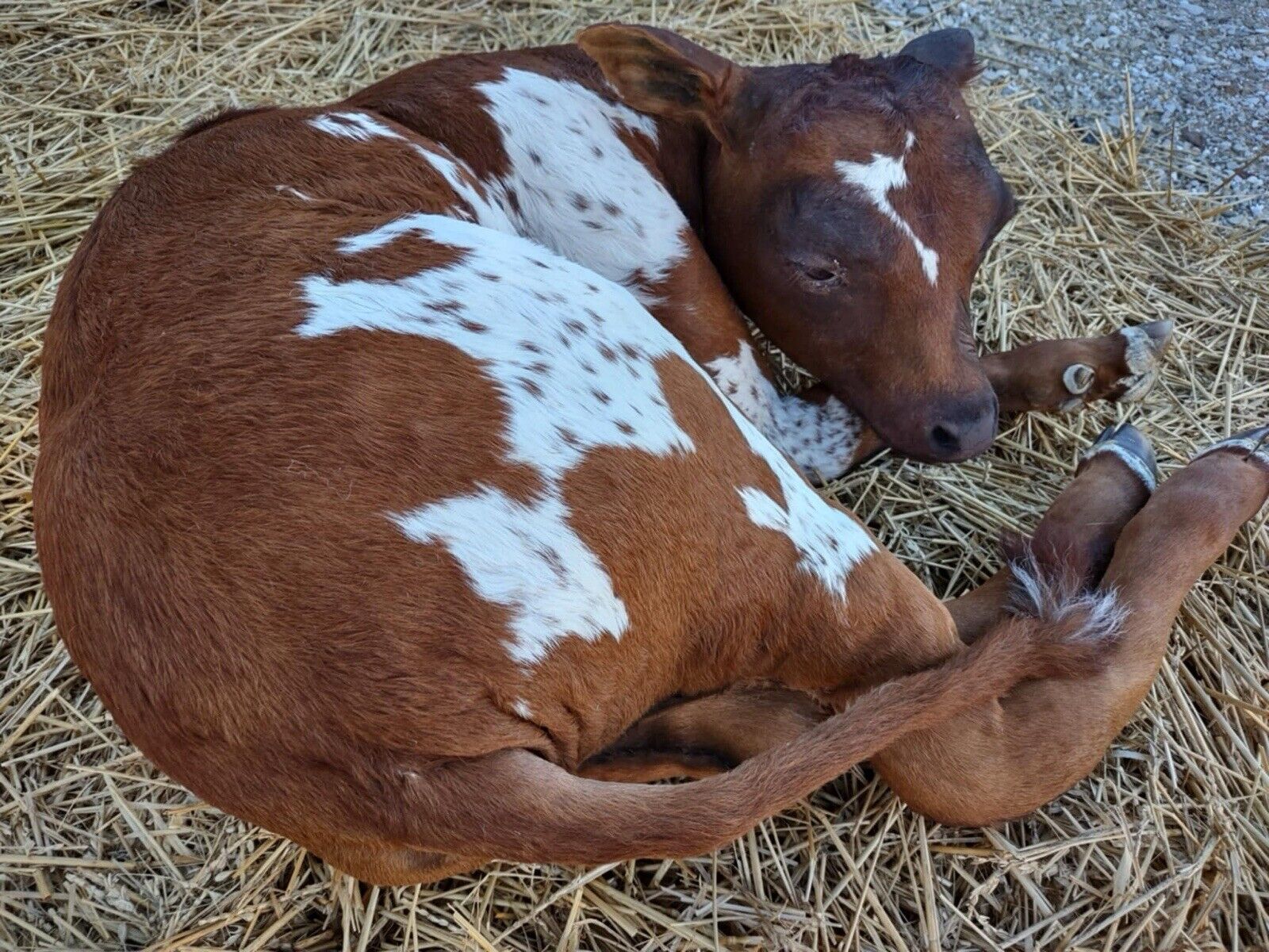 FH117-Baby Calf Taxidermy Mount Brand New