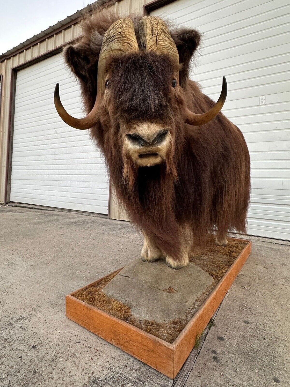 FH105-Phenomenal Massive Muskox Full Body Taxidermy Mount