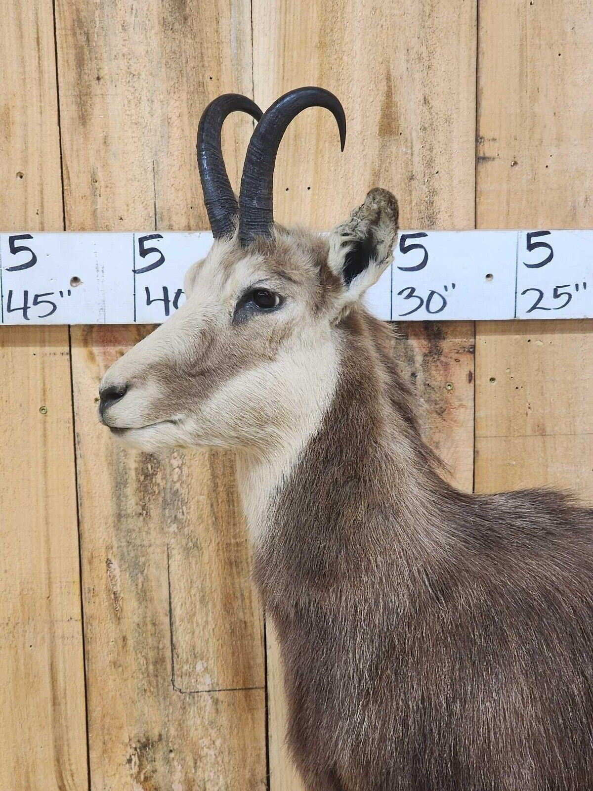 FH147-Alpine Chamois Full Body Taxidermy Mount