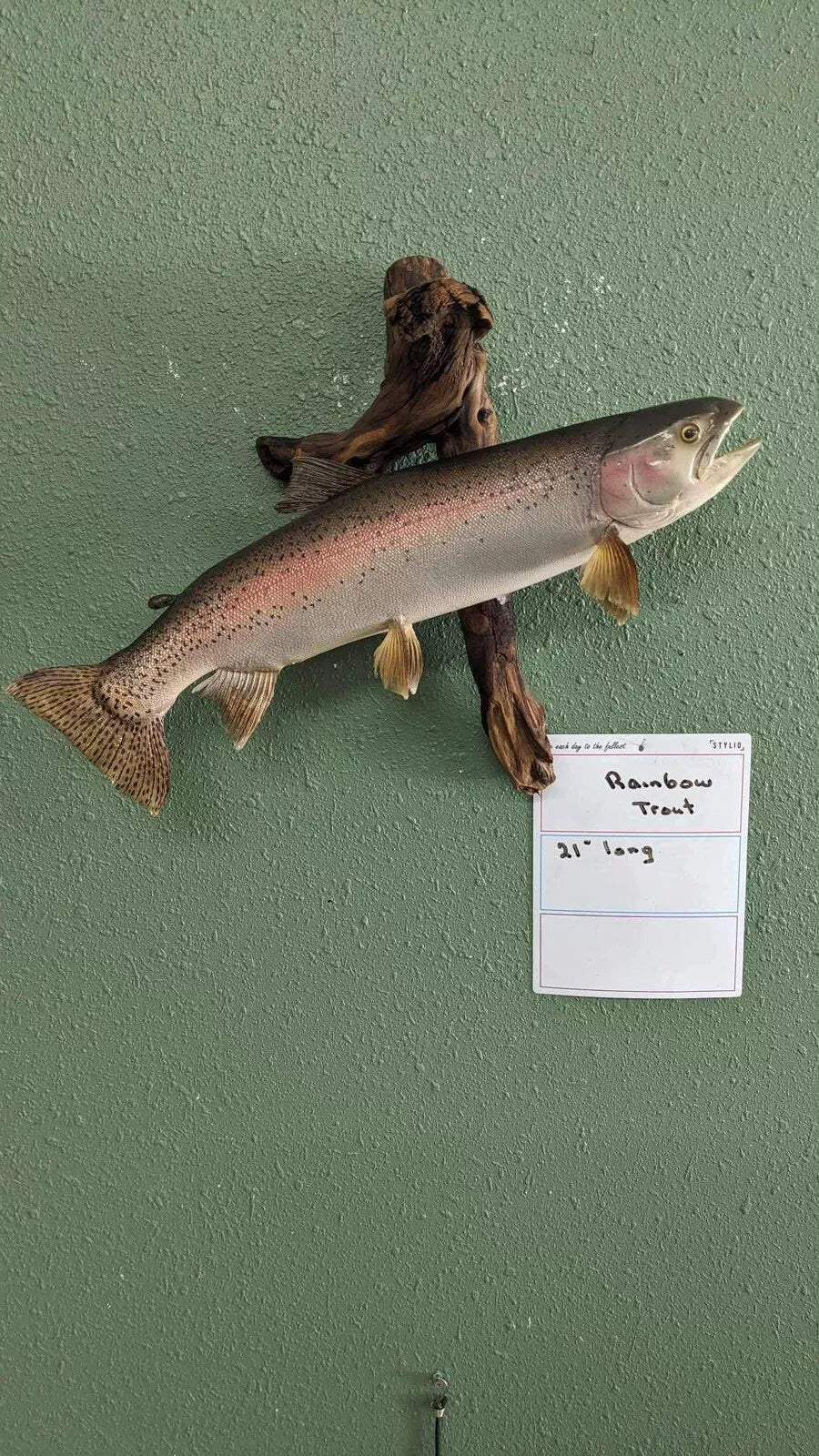 Beautiful Real Skin Wild Rainbow Trout 21”