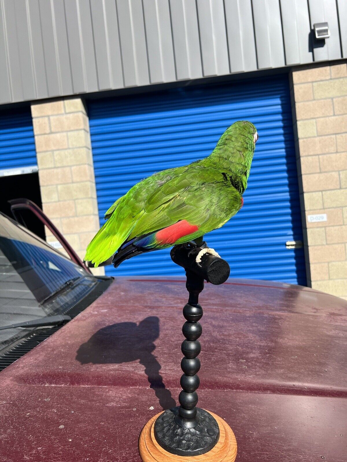 yellow crowned amazon Parrot Taxidermy Mount