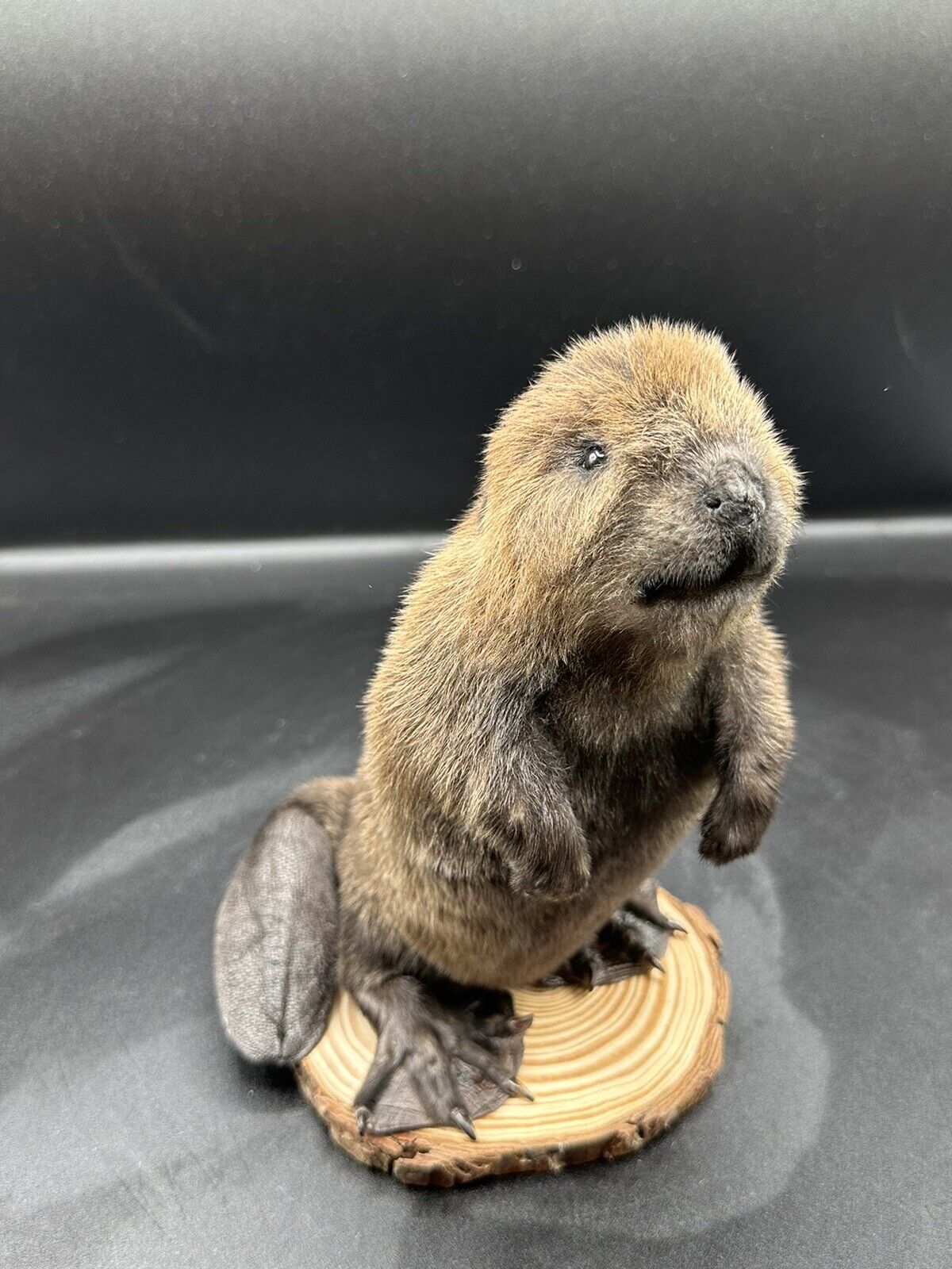 Beautiful Adorable Baby Beaver Kit Taxidermy Mount Art Wildlife 12C