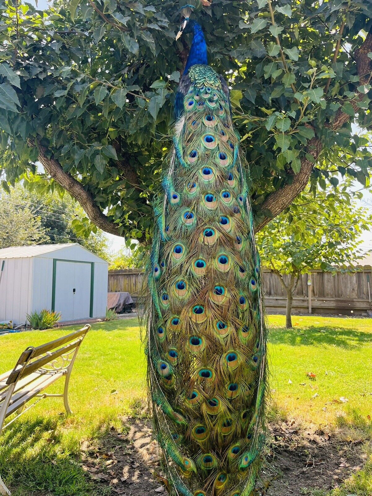 India Blue PEACOCK Taxidermy Mount museum quality