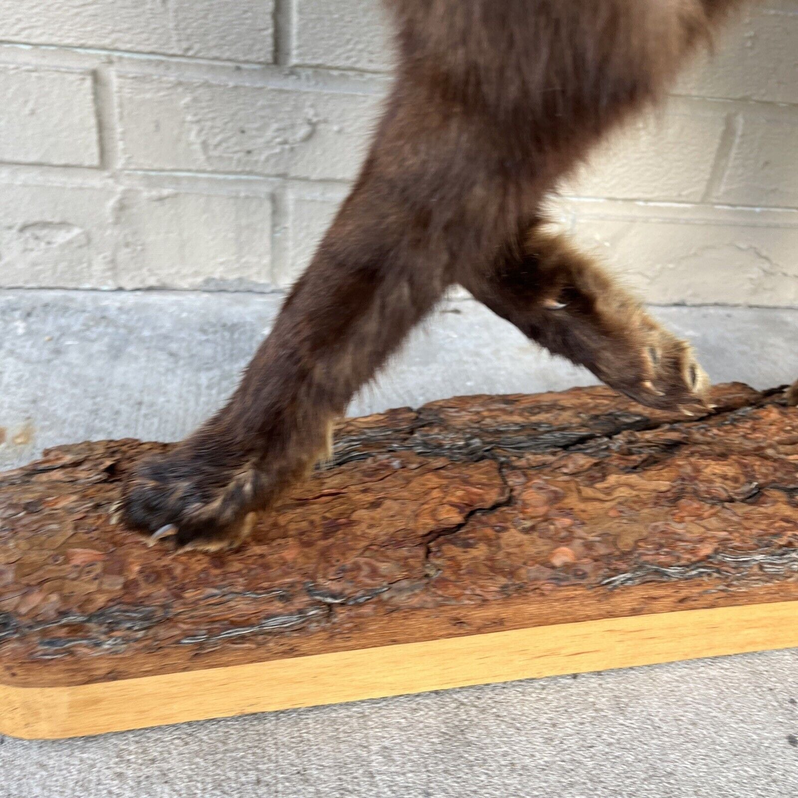 FH183-Taxidermy Red Fox (Full Body) On Pine Log